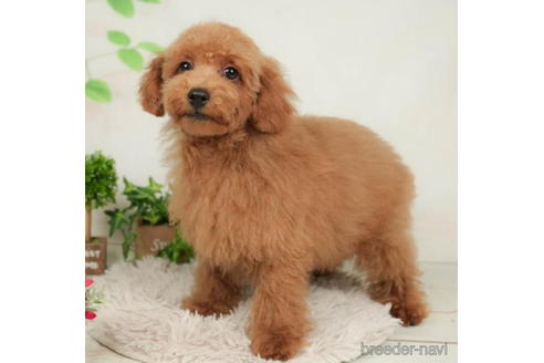 成約済の千葉県のトイプードル-210413の2枚目